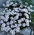 Flower of Gibraltar Constituent Autonomous Territory