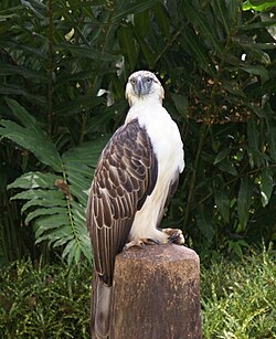 State Bird of The Philippines