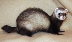 State Animal of Northumbria