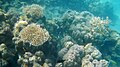 Coral reef Elephant Beach