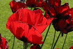 Floral Emblem of East Türkestan