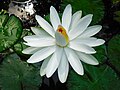 State Flower of East Pakistan