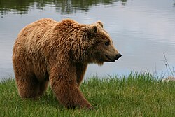 State Animal of the Finnish Republic