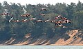 Lesser Flamingos, Phoenicopterus minor