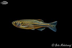 Fish of Meghalaya Praant (Hindustan)