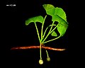 Extinct Ginkgo adiantoides, or possibly a new US taxon, G.&nbsp;cranei[54]