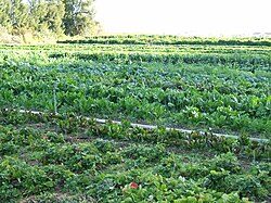 Organic farming is popular in Manaloor, Vadanappally.