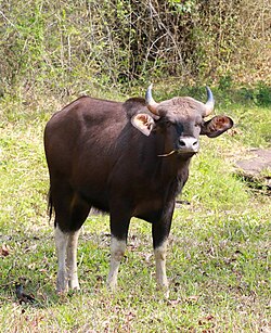 Animal of Konkani Praant (Hindustan)