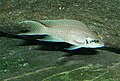 Fish of Burundian State