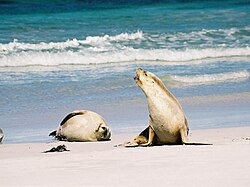Aquatic Mammal of Western Australasia (Republic of Auralia)