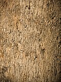 Bark detail of E. angophoroides, the apple-topped box