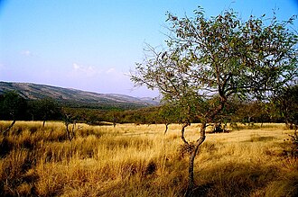 The Aravali Range inside Ranthambore National Park, in Rajasthan.