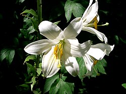 State Flora of Kazakhstan