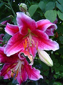 State Flower of the Italian Republic