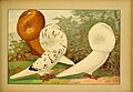 Schachtzabel 1906 Tafel 55