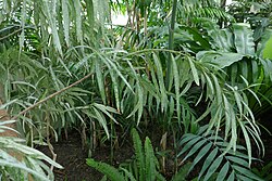 State Plant of São Tomé and Príncipe