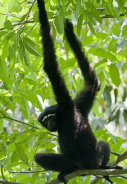 Gibbon in a tree.