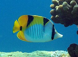 Animal of Lakshadweep (Hindustan)