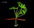 Extinct Ginkgo yimaensis[54]