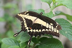 State Butterfly of Mesopelagia