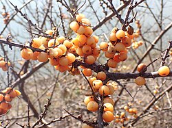 State Fruit of Mongolia