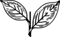 Two Leaves
