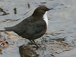 State Bird of the Norwegian Kingdom