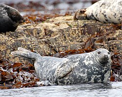 State Aquatic Marine Mammal of Éire