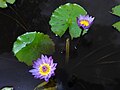 Purple Nymphaeaceae at JNTBGRI