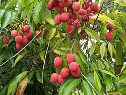 Litchi orchards in Mehsi