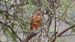 State Bird of East Türkestan