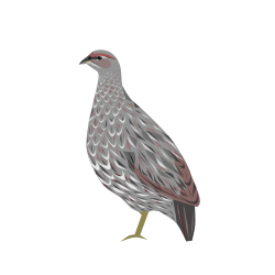State Bird of Djibouti