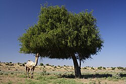 Tree of Rajputana Praant (Hindustan)
