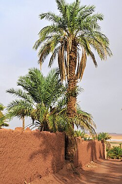 State Tree of Kuwait