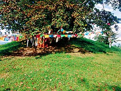 Sacred Bodhi tree at Ramagrama stupa, Nepal