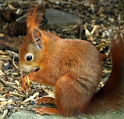 State Animal of the Kingdom of Denmark