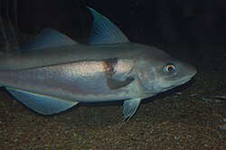 State Fish of Fìfe