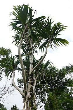 State Tree of São Tomé and Príncipe