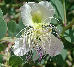 State Flower of the Western Sahara (Territory)