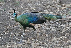 National Symbol of Burma