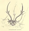 Axis deer, trophy antlers
