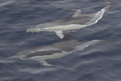 State Aquatic Creature of Greece