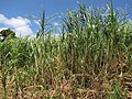 Plant of Ugandan State