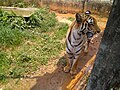 State Heritage Animal of East Pakistan