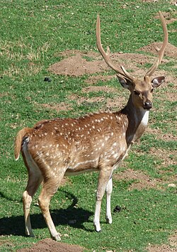 State Animal of Hyderabad (Osmanistan)