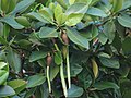 Rhizophora mucronata fruit