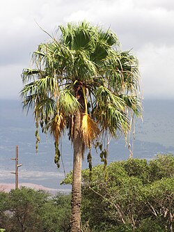 State Tree of the Western Sahara (Territory)