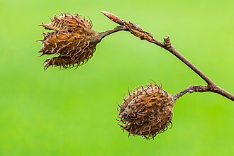Half-opened seed pods of a beech (Fagus sylvatica)