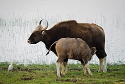 Animal of Bihar Praant (Hindustan)