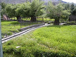A lush green barley field at Kausar, Sankoo